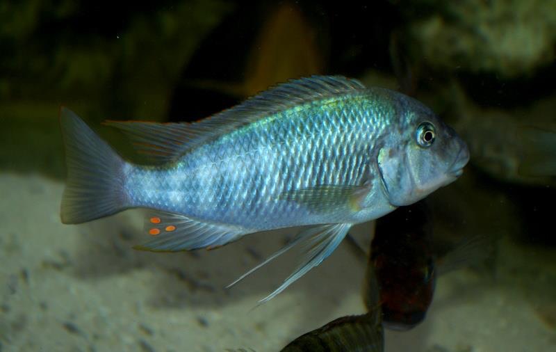 Petrochromis sp. 'texas red' Ubwari